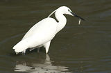 Weekend en Camargue