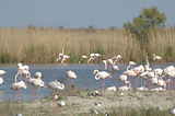 Weekend en Camargue