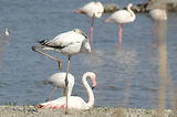 Weekend en Camargue