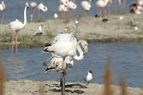Weekend en Camargue