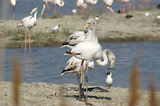 Weekend en Camargue