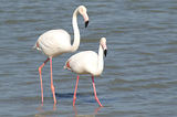 Weekend en Camargue