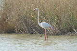 Weekend en Camargue