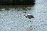 Weekend en Camargue