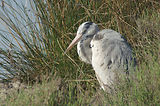 Weekend en Camargue