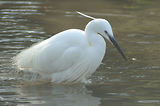 Weekend en Camargue
