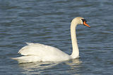 Weekend en Camargue