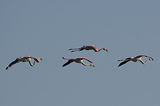 Weekend en Camargue