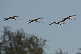 Weekend en Camargue
