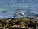 Weekend aux Glnan
