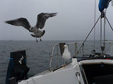 Entre Glenan et Groix