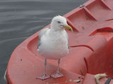 Entre Glenan et Groix