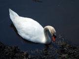 Cygne dans le port Rhu