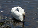 Cygne dans le port Rhu