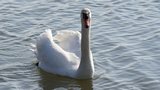 Cygne