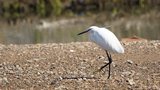 Aigrette garzette