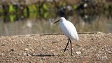 Aigrette garzette