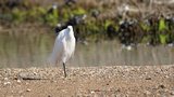 Aigrette garzette