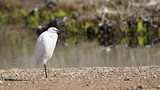 Aigrette garzette