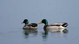 Canards Colvert
