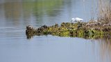 Aigrette garzette