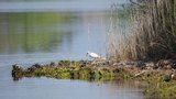 Aigrette garzette