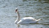 Cygne