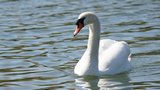 Cygne