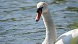 Cygne