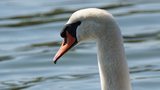 Cygne