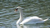 Cygne