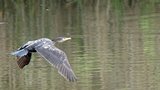 Grand cormoran