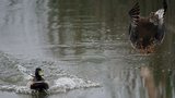 Canards colvert