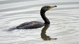 Grand cormoran