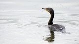 Grand cormoran