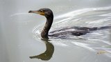 Grand cormoran