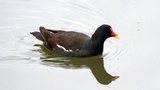 Poule d'eau