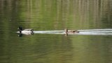 Canards colvert
