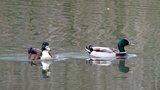 Canards colvert