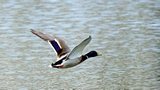 Canard colvert