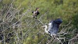 Hron cendr et grand cormoran