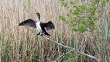 Grand cormoran