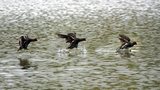 Poule d'eau  l'amerrissage (montage de 3 photos)