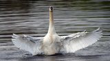 Cygne tubercul