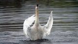 Cygne tubercul