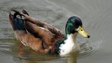Canard colvert