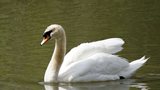 Cygne tubercul