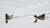 Canard colvert et ?